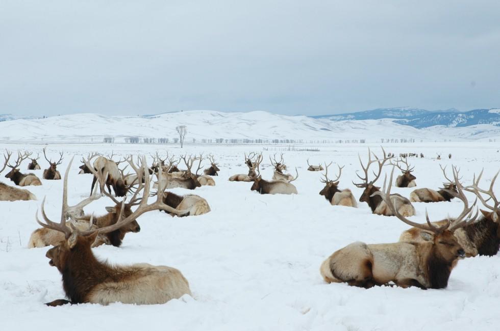 bull elk, elk refuge, jackson, wyoming, 2005.