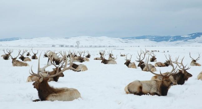 bull elk, elk refuge, jackson, wyoming, 2005.