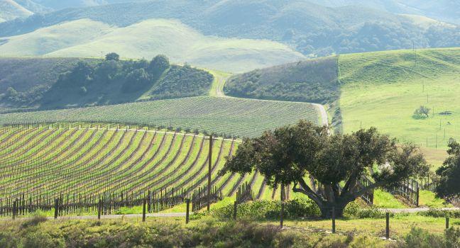 vineyard in the green hills in spring; 