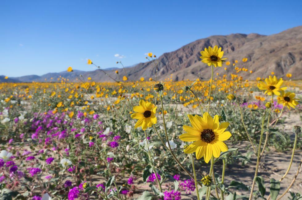 Wildflower blooming in Anza Borrego Desert State Park, California.