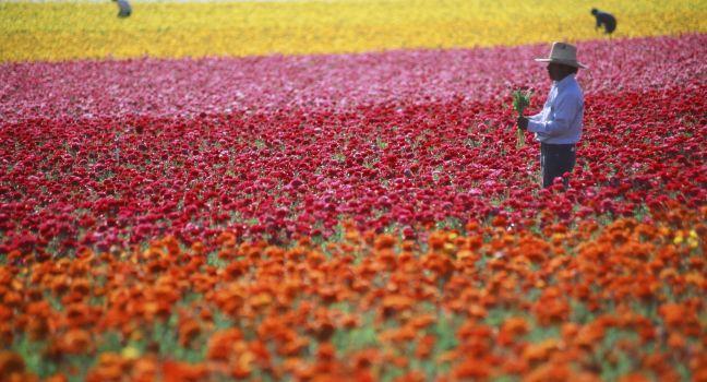 Flowers, Field, Workers, Lompoc, Santa Barbara and the Central Coast, California, USA