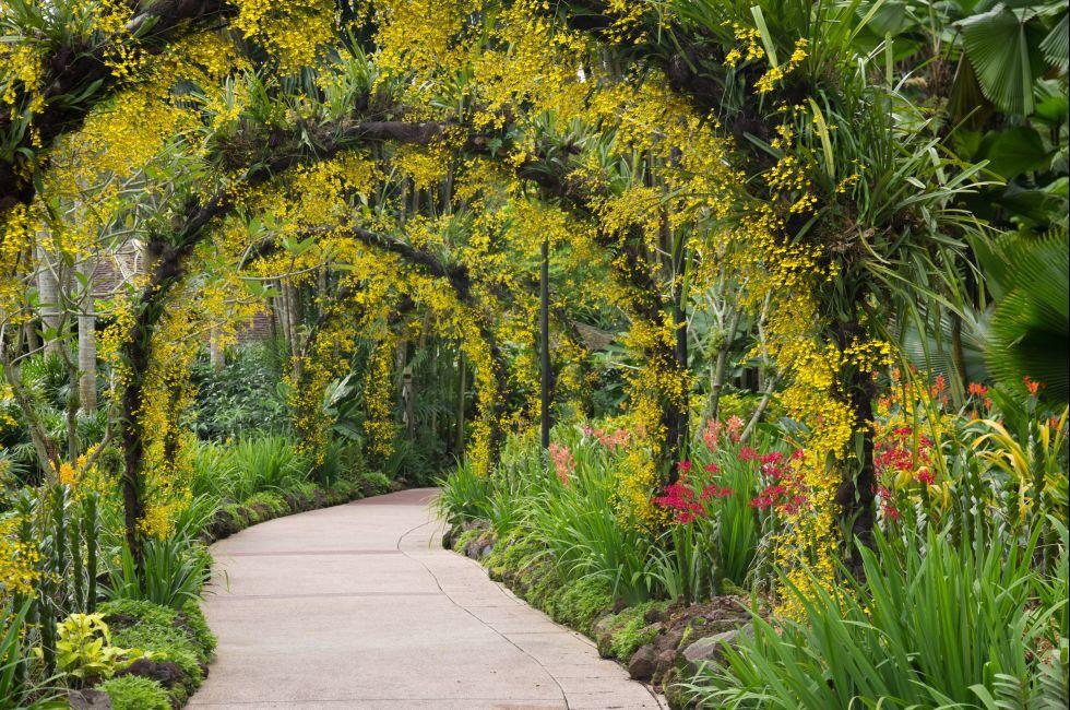 Orchid garden, Singapore botanic garden; 