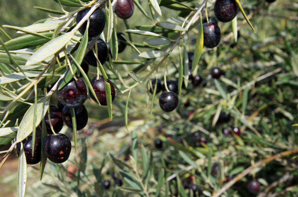 Black Olive trees with ripening fruit in California; 
