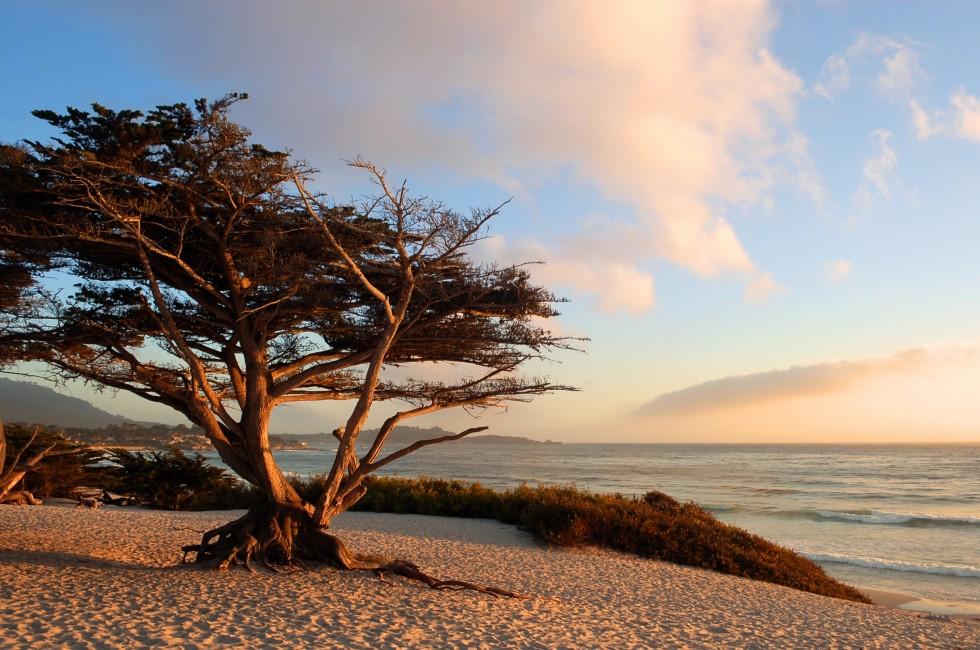 Monterey Cypress (Cupressus macrocarpa) on a beach in early evening light; Carmel-by-the-Sea, California;