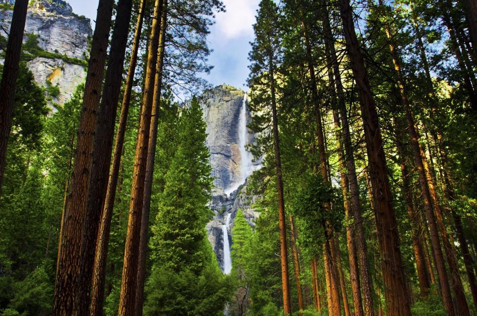 Yosemite Waterfalls behind  Sequoias  in Yosemite National Park,California;