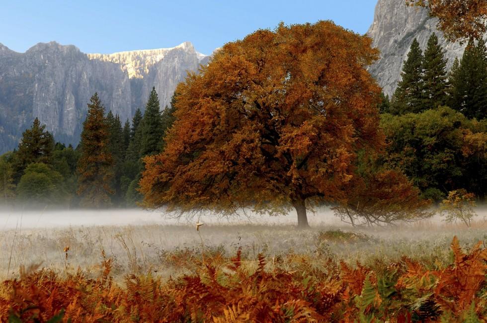 Beautiful Mist in early morning , yosemite valley; 