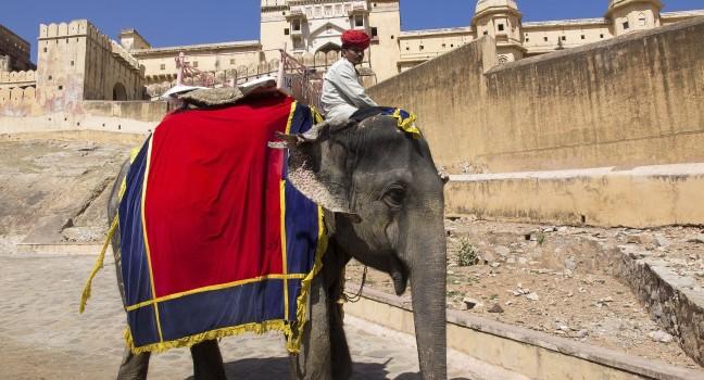India, Rajasthan, Jaipur, the Amber Fort, elephant driver. Signed model release.