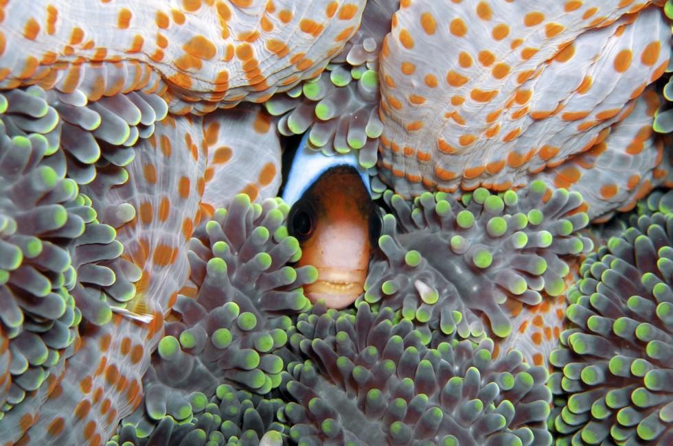 Anemone Fish;