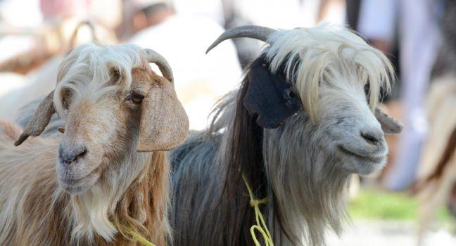 Goats at goat market in Nizwa, Oman.