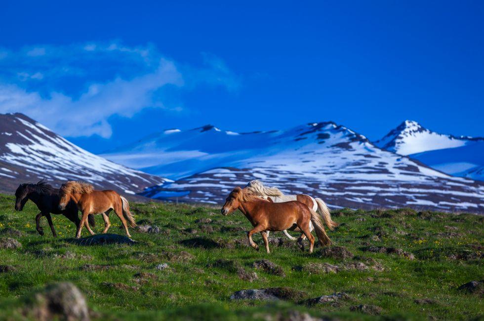 Icelandic horses graze on a meadow in front of snowy mountains under a blue sky on Iceland