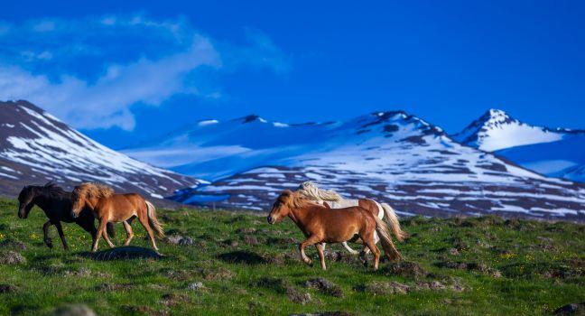 Icelandic horses graze on a meadow in front of snowy mountains under a blue sky on Iceland