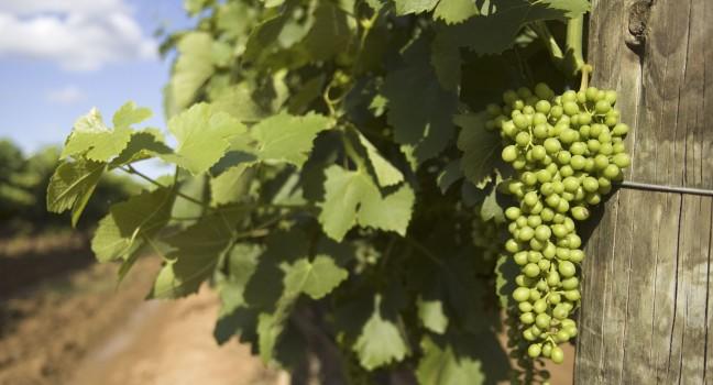 Vineyard in the Hunter Valley NSW Australia;  