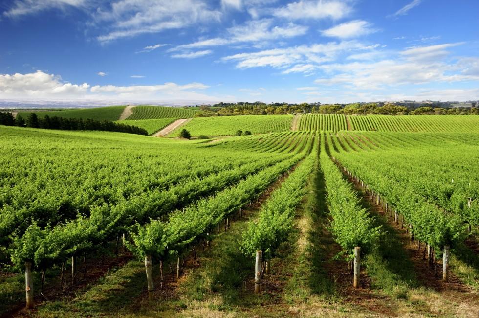 Vineyard in One Tree Hill, South Australia;