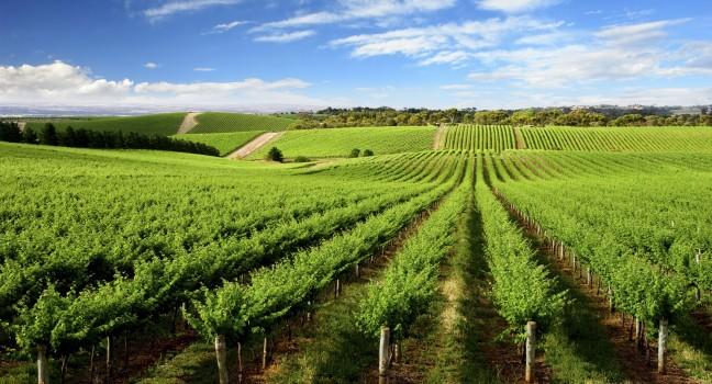 Vineyard in One Tree Hill, South Australia;