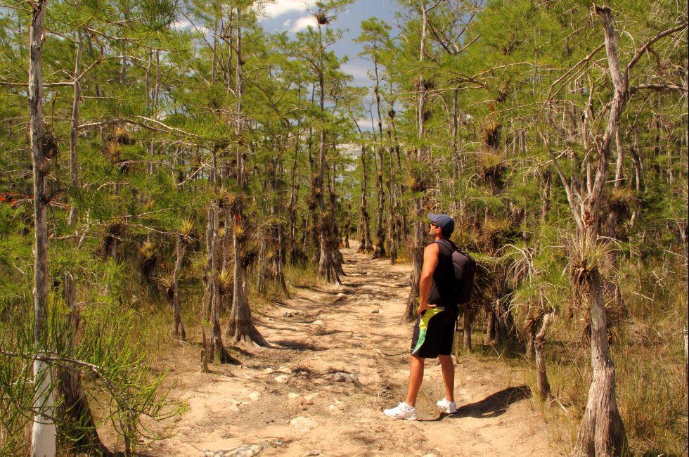 BIG CYPRESS NATIONAL PRESERVE, FL - MAY 17, 2014: Hiker takes in the scenery  along the Skillet Strand backcountry trail in the Florida Everglades May 17, 2014 in Big Cypress National Preserve, FL. 
