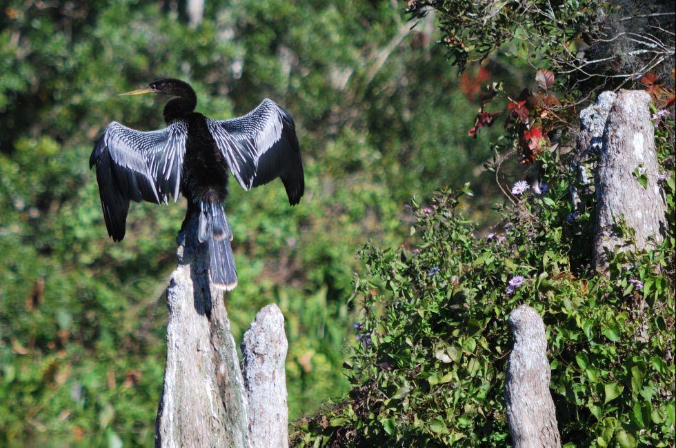 Anhinga (Snake Bird) perched on a Cypress tree root, drying its wings in the Autumn morning sun, Wakulla Springs State Park, Florida, USA; 