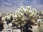 Cholla cactus garden Joshua Tree NP USA; Shutterstock ID 19305619; Project/Title: Fodors; Downloader: Melanie Marin