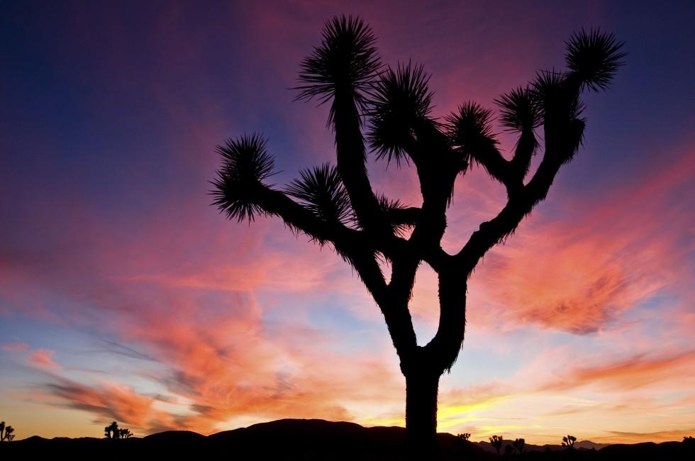 Sunset over Joshua Tree National Park, California, US.; Shutterstock ID 144065572; Project/Title: Photo Database Top 200; Downloader: Jesse Strauss