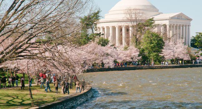 Jefferson Memorial and the Tidal Basin during the National Cherry Blossom Festival; Shutterstock ID 69195697; Project/Title: Fodors; Downloader: Melanie Marin