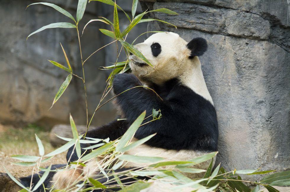 Panda relaxing and eating fresh bamboo.