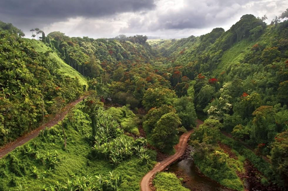 Jungle, Big Island, Hawaii, USA