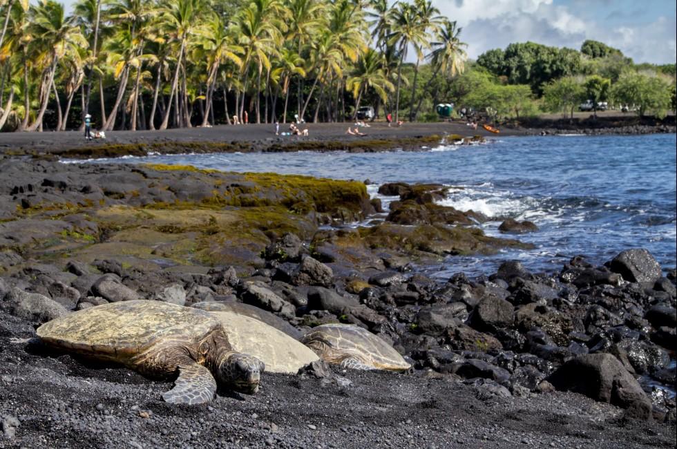 Turtles on Black Sand Beach on the Big Island in Hawaii.