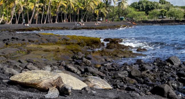 Turtles on Black Sand Beach on the Big Island in Hawaii.