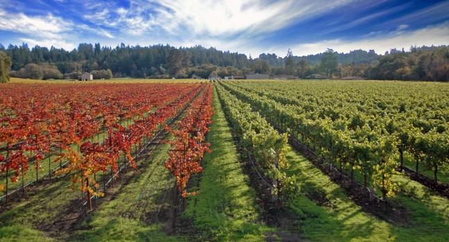 Sonoma California Vineyards Near Sebastopol. Winery and Vineyards of Sonoma Wine County.