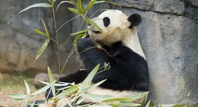 Panda, Smithsonian National Zoological Park, Washington, D.C., USA