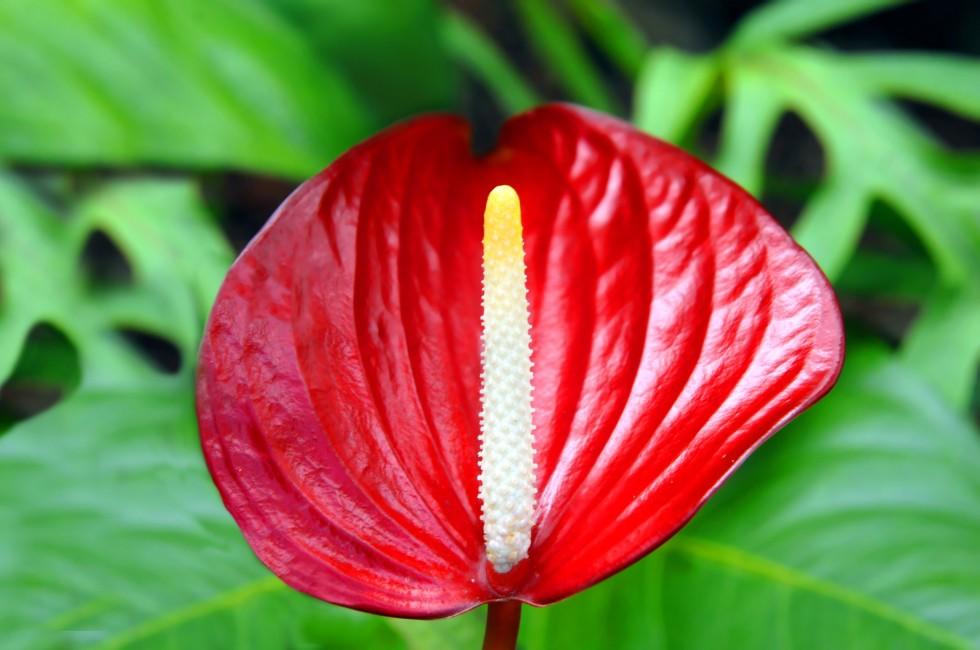 Vivid red, waxy leaves, and tall erect white and yellow spadex, this Anthurium thrives in the shade of ferns on the Big Island of Hawaii at the Panaewa Rain Forest Zoo.