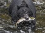 Salmon Surprise - Wasn't this salmon surprised to be grabbed out of the water in the clutches of a black bear