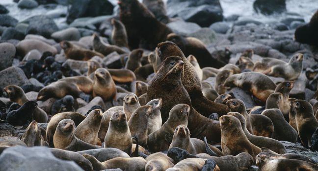 USA Alaska St. Paul Island colony of Northern Fur Seals on rocky shore