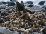 USA Alaska St. Paul Island colony of Northern Fur Seals on rocky shore