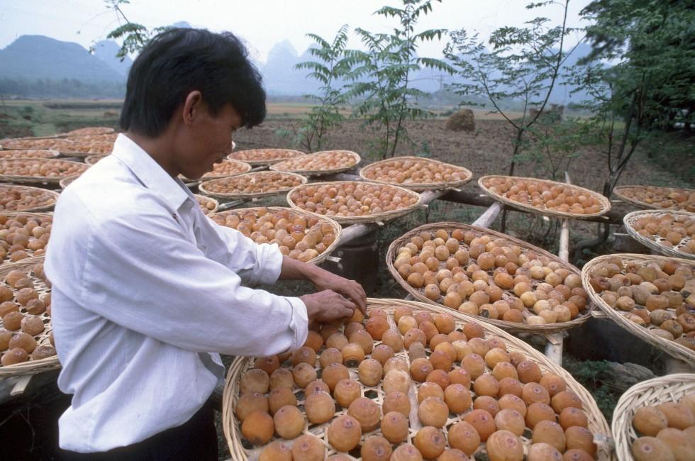 Harvest, Yangshuo, China