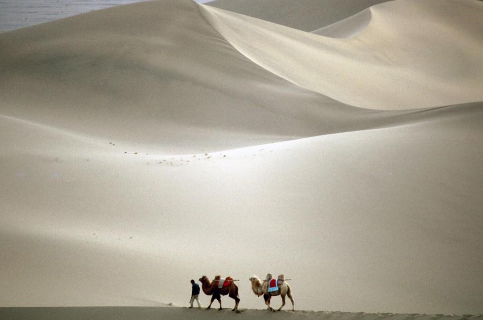 Camel trekking through the  Southern Desert, Dunhuang, China
