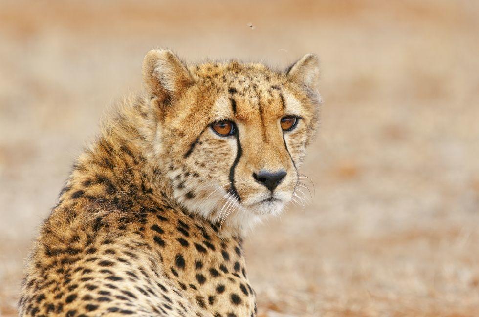 Cheetah relaxes by the road, South Africa