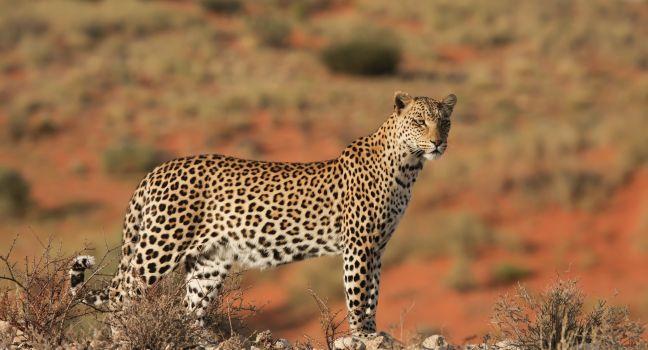 Leopard, wildlife, Kalahari, South Africa