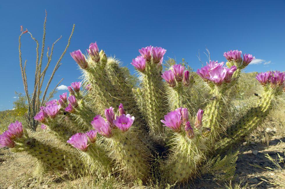 Hedgehog Cactus blooming in Organ Pipe Cactus National Monument, AZ near Mexico-USA border.