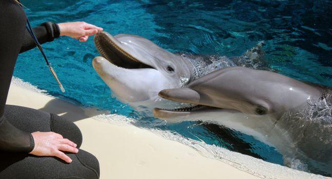 Dolphins, Siegfried &amp; Roy's Secret Garden &amp; Dolphin Habitat, Las Vegas, Nevada, USA