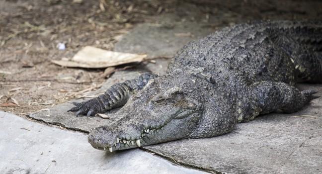 crocodile, Darwin, Australia