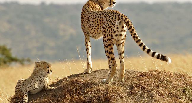 African Cheetahs (Acinonyx jubatus) on the Masai Mara National Reserve safari in southwestern Kenya.