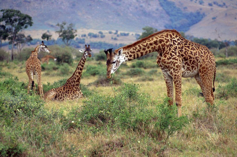 Safari, Masai Mara, Kenya, Africa