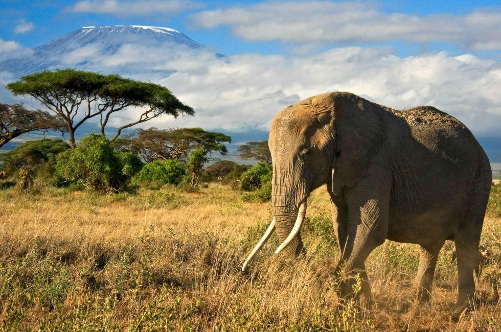 Elephant in Amboseli;