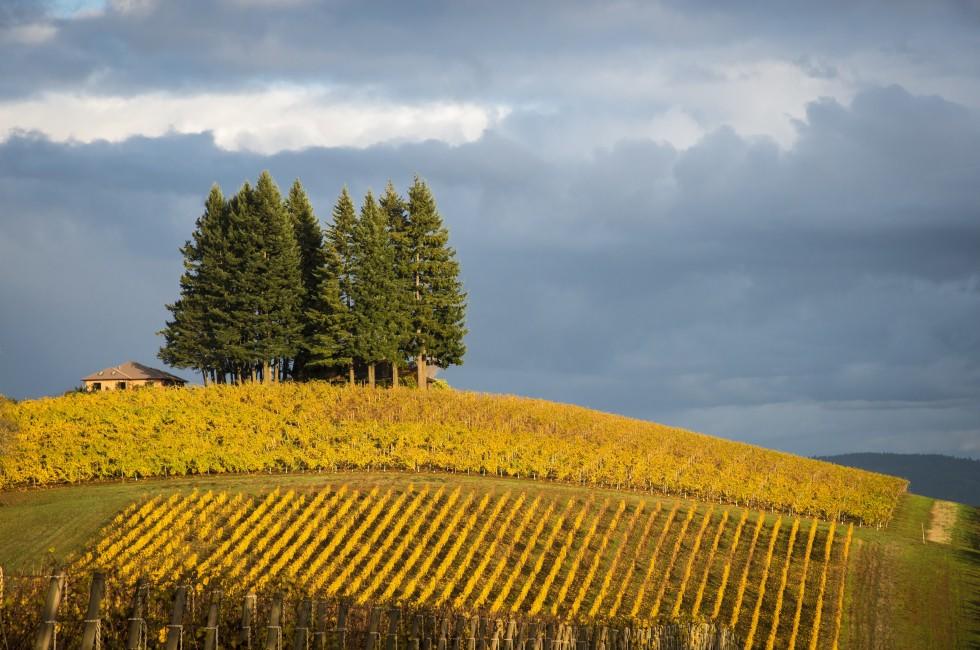 The Willamette Valley and Wine Country