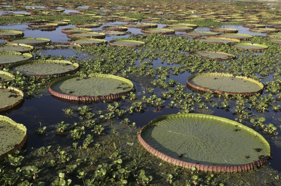 Giant Amazon water lily, Victoria amazonica, Brazil; 