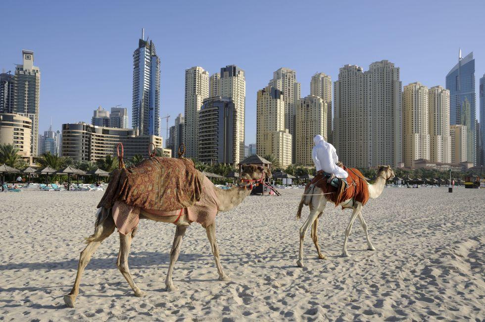 Camels on the Beach in Dubai, United Arab Emirates