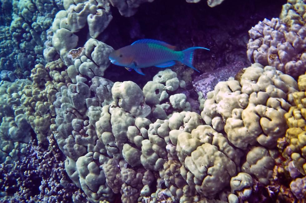 A parrotfish navigates the coral in Hawaii's Kealakekua Bay.