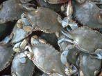Bushel of Blue Crabs, Crisfield, Maryland