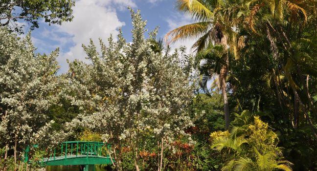 Garden of the Groves (Botanical Garden and National Park on Bahamas)