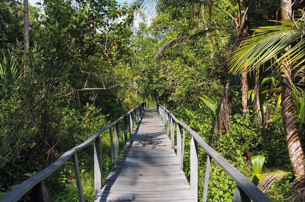 Bridge in the jungle of the national park of Cahuita, Caribbean, Costa Rica